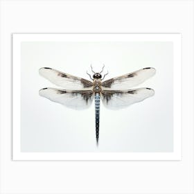 Dragonfly Common Baskettail Epitheca 6 Art Print