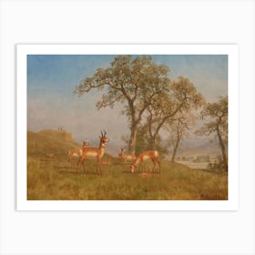 Grazing Antelope, Albert Bierstadt Art Print