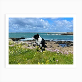 Border Collie On The Beach Art Print