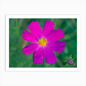 Purple Cosmos Flower Art Print