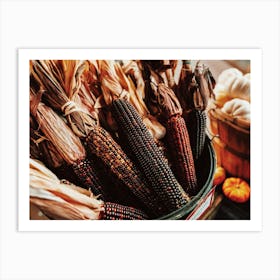 Indian Corn Harvest Art Print