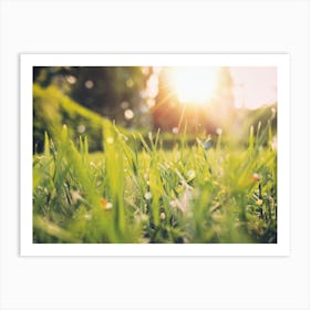 Morning Dew On Grass Art Print