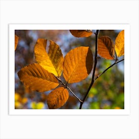 Golden-brown beech leaves, autumn forest Art Print