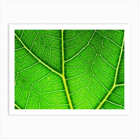 Close Up Of A Leaf Art Print