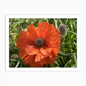 Red poppy in the meadow Art Print