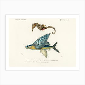 Lined Seahorse (Hippocampus Erectus), Charles Dessalines D'Orbigny Art Print
