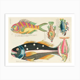Colourful And Surreal Illustrations Of Fishes Found In Moluccas (Indonesia) And The East Indies, Louis Renard(85) Art Print