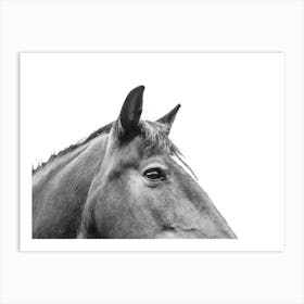 Horse's Head 1 Art Print