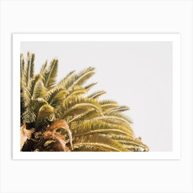 Palm Tree Top Art Print