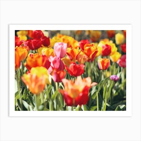 Bright Red Tulips Art Print
