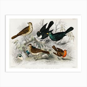 Song Thrush, Ring Ouzel, Blackbird, Wheat Ear, Sky Lark, And Redbreast, Oliver Goldsmith Art Print