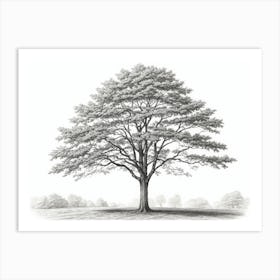 maple tree pencil sketch Art Print