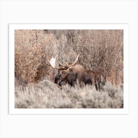 Bull Moose In Brush Art Print