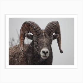 Winter Bighorn Sheep Art Print