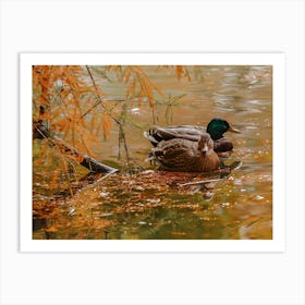 Ducks On Lake Art Print