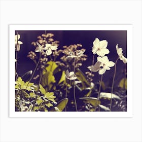 Frail white blooms Art Print