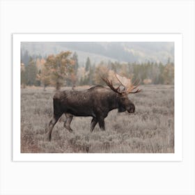 Western Moose Art Print