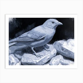 Bird On Rocks Art Print