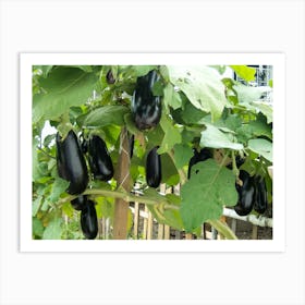 Eggplants On A Vine Art Print