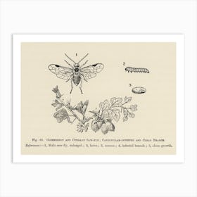 Vintage Illustration Of Caterpillar Infested, Clean Branoh, Currant Saw Fly, Gooseberry, John Wright Art Print