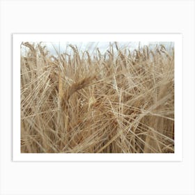 Field Of Wheat Art Print