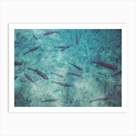 A School Of Fish Swimming In Clear Azure Water Art Print