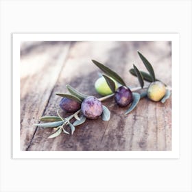 Green and black olive fruits branch on rustic wooden table mediterranean culture Art Print