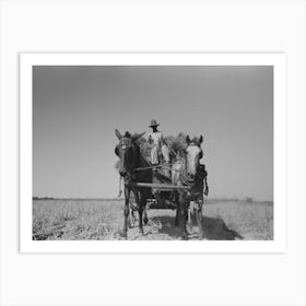 Untitled Photo, Possibly Related To Latest Method Of Transporting Rice From The Field To Thresher, Near Crowley Art Print