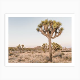 Joshua Tree Desert Views Art Print