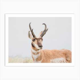 Arizona Antelope Art Print