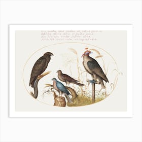 Four Birds Of Prey, Including A Sparrowhawk (1575–1580), Joris Hoefnagel Art Print