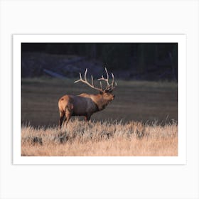 Golden Hour Bull Elk Art Print