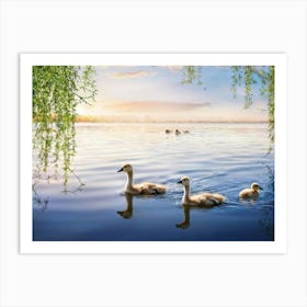 Swans On The Lake Art Print