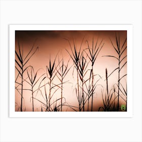 Silhouette Of Tall Grasses 20220228 93ppub Art Print