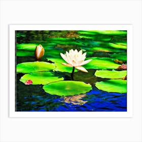 A Single White Lotus Flower Resting On A Tranquil Duck Pond Beneath A Radiant Summer Sun Petals Ge (1) Art Print