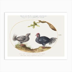 Two Curly Gray Chickens (1575–1580), Joris Hoefnagel Art Print