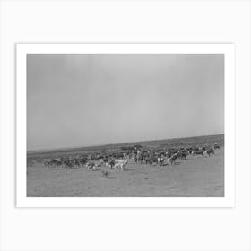 Roundup Of Cattle On Sms Ranch Near Spur, Texas By Russell Lee Art Print