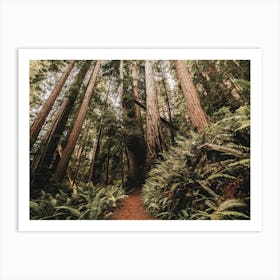 Redwood Forest Path - National Park Photography Art Print