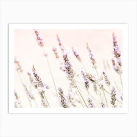 Lavender Flowers Art Print