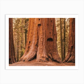 Redwood Forest California Art Print