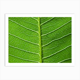 Leaf Texture Art Print