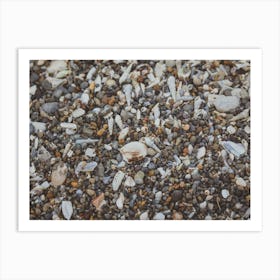 Tiny And Large Sea Shell And Rocks Texture Background 1 Art Print