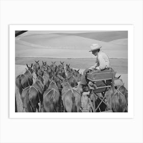 Mule Skinner And His Team In Wheat Fields In Walla Walla County, Washington By Russell Lee Art Print