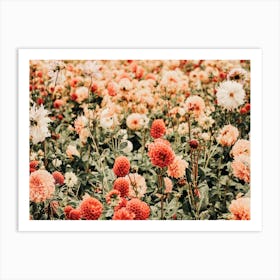 Pink Flower Field Art Print