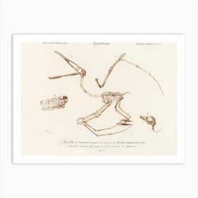 Pterosaur (Pterodactylus), Charles Dessalines D'Orbigny Art Print