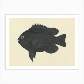 Unidentified Fish, Luigi Balugani (12) Art Print