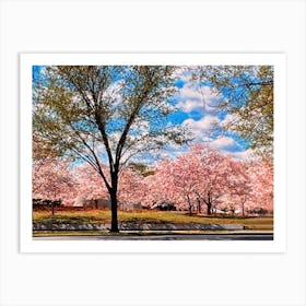 Driving Past The Washington DC Cherry Blossoms Art Print