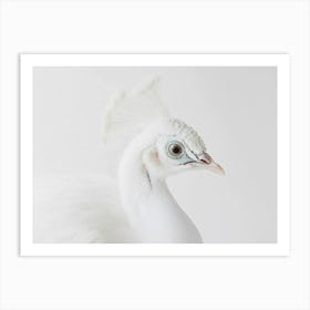 White Peacock 4 Art Print