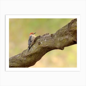 Red-bellied woodpecker Art Print