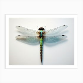 Dragonfly Common Green Darner Anax Juni Illustration 4 Art Print